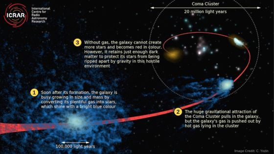 Η καλλιτεχνική αναπαράσταση της διαδικασίας του «quenching» δείχνει πώς ένας κανονικός μπλε (όπου διαμορφώνονται άστρα) γαλαξίας χάνει το αέριό του ενώ πέφτει μέσα στο Σμήνος Κώμη πολύ νωρίτερα από τη διαμόρφωσή του. Credit: Cameron Yozin, ICRAR/UWA