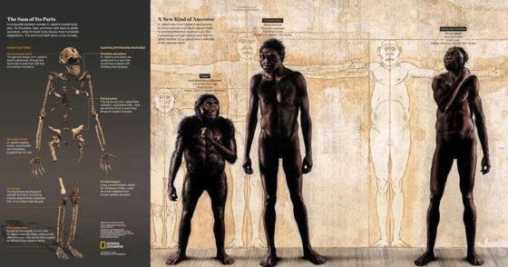 Σύνθεση σκελετού του Homo naledi ολόκληρου του σώματος και μια σύγκριση με είδη Homo, όπως ο Homo erectus και Αυστραλοπίθηκος, όπως η Lucy. Credits:  Σκελετός: Stefan Fichtel / National Geographic Body Comparison Painting: John Gurche